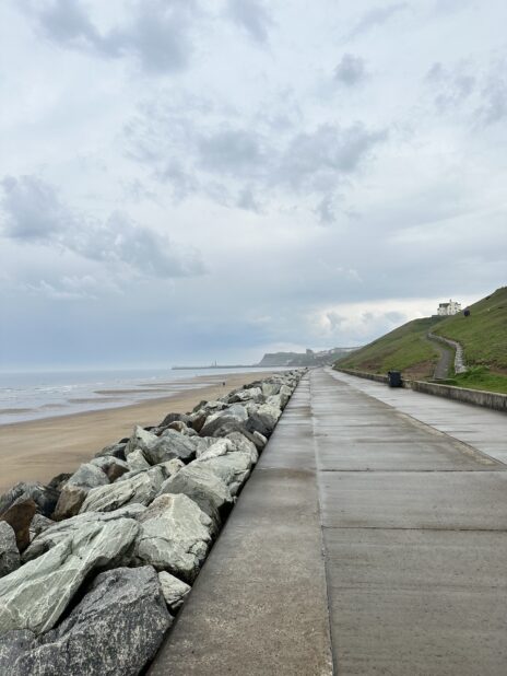 Spring Wildlife & Coastal Discoveries in Whitby