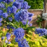 Sea View Cottage Garden (6)