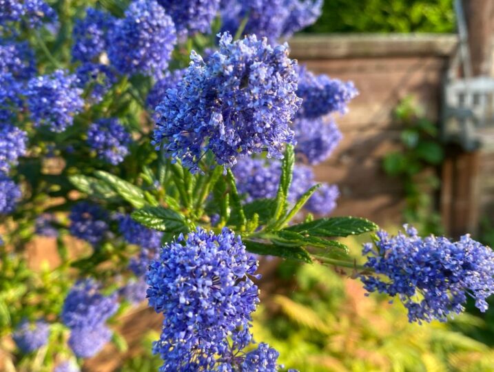 Sea View Cottage Garden (6)