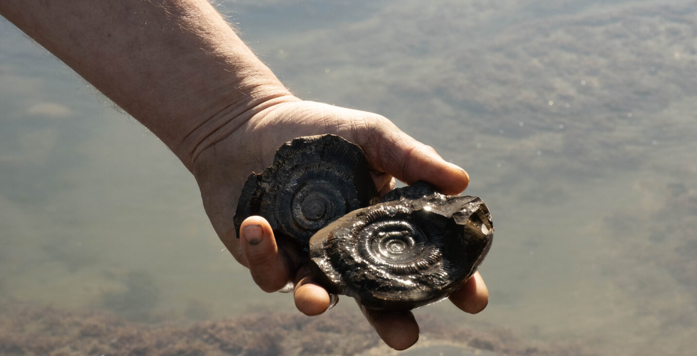Fossil Hunting whitby