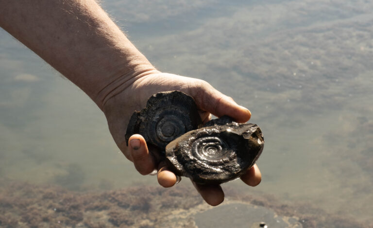 Fossil Hunting whitby